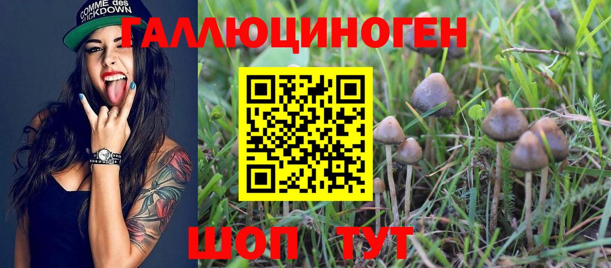 Галлюциногенные грибы Psilocybe  Вход с VPN  Черногорск 